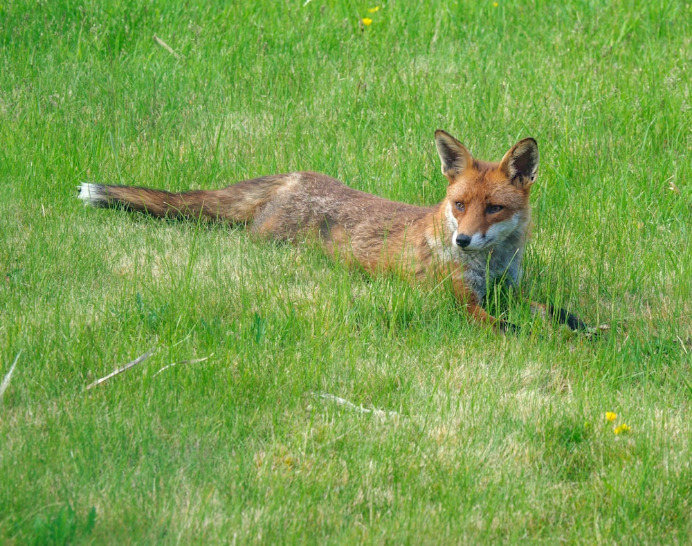 fox on green grass field during daytime