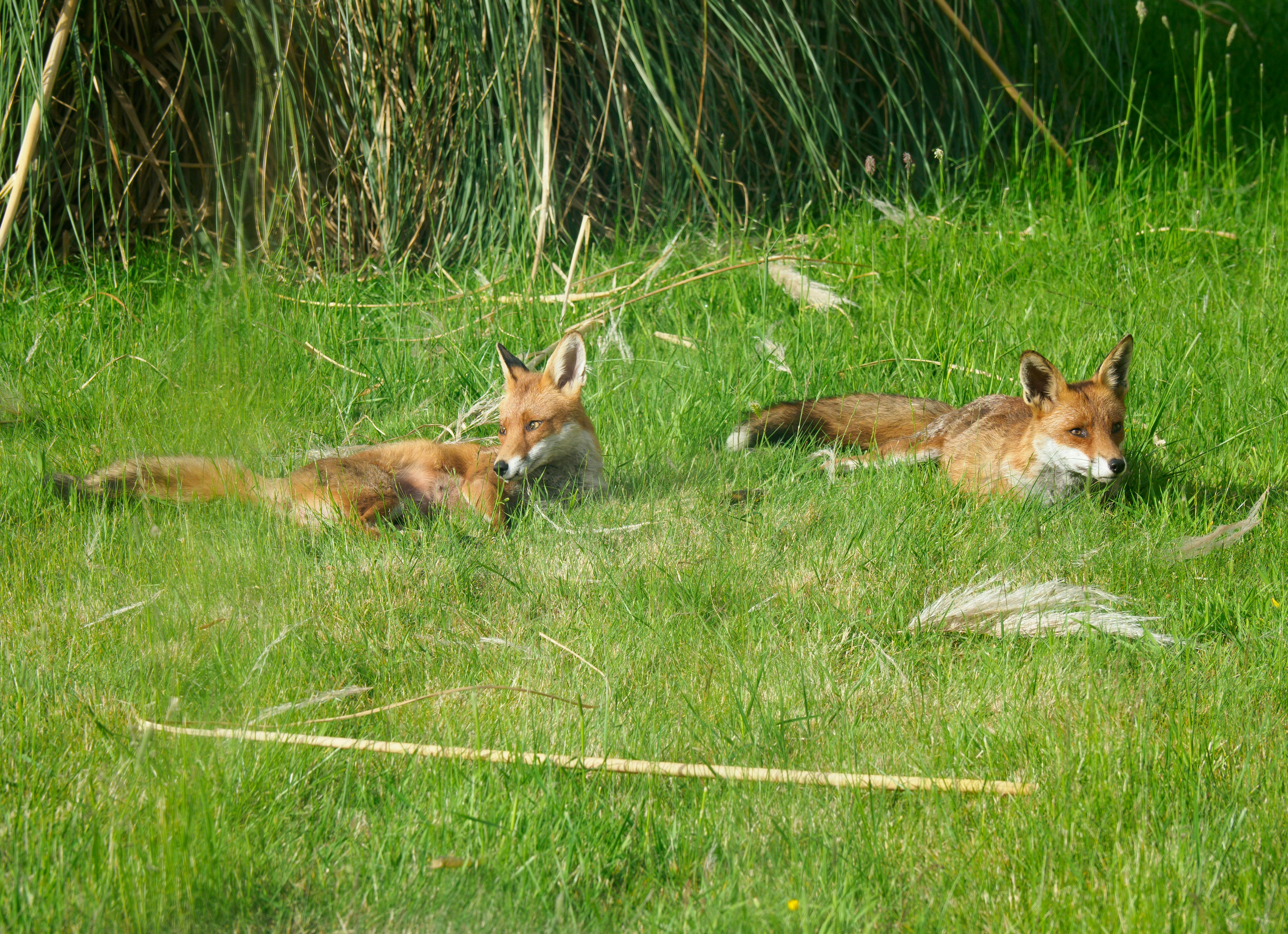 Photo by brett_jordan