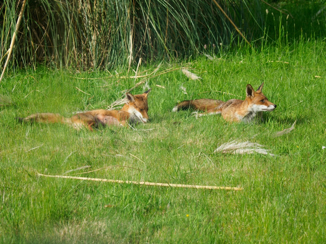 brown and white fox lying on green grass during daytime