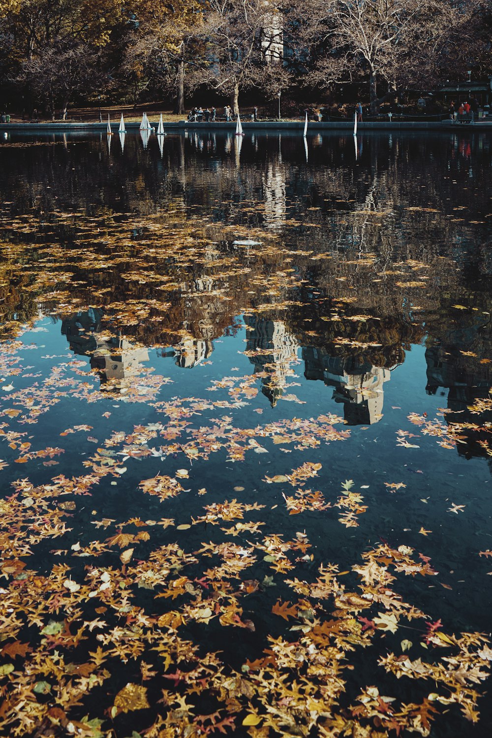 brown dried leaves on water