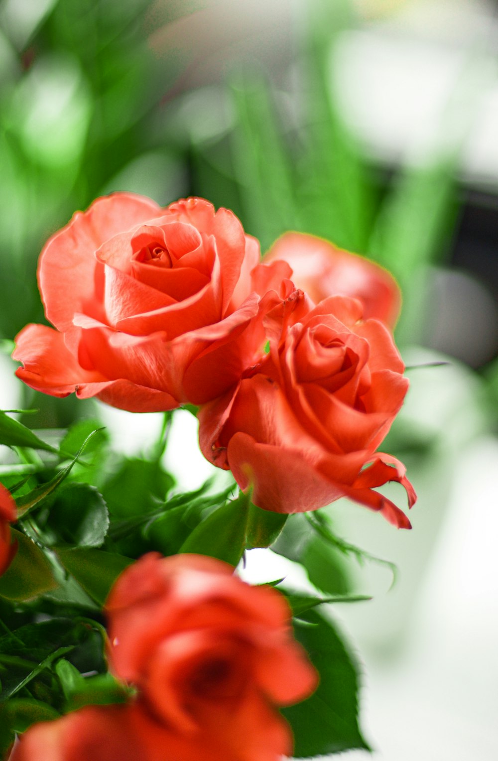 red rose in close up photography