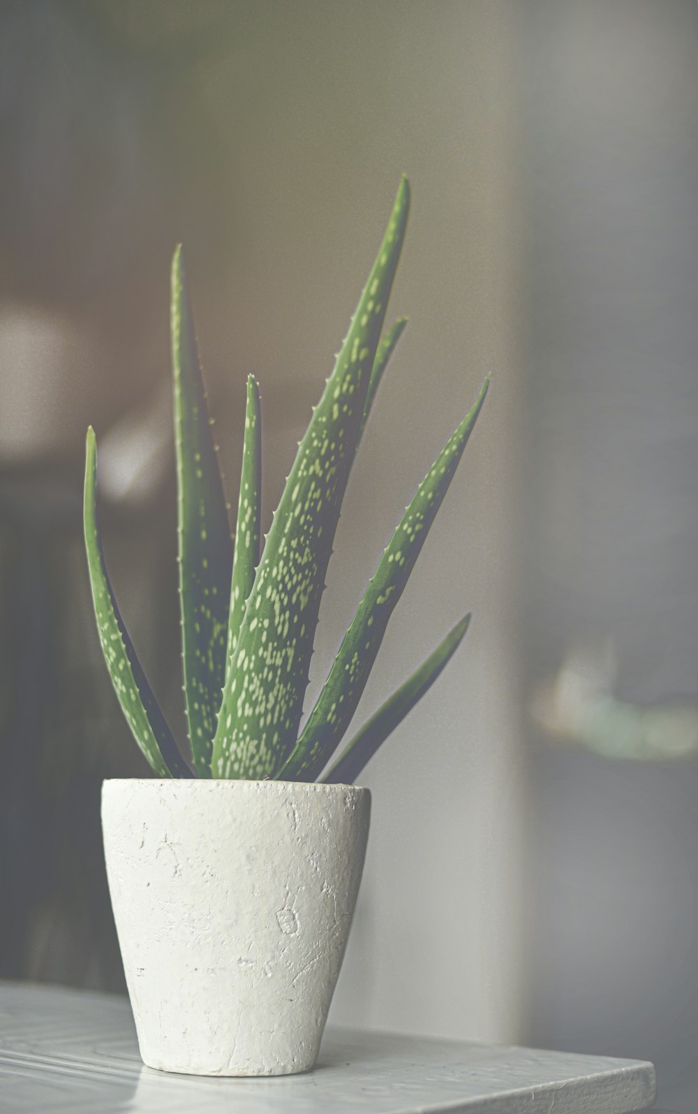 Planta verde en maceta blanca