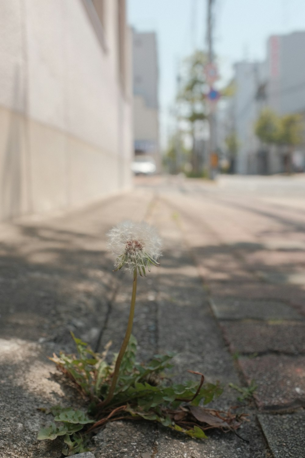 white dandelion flower on gray concrete floor