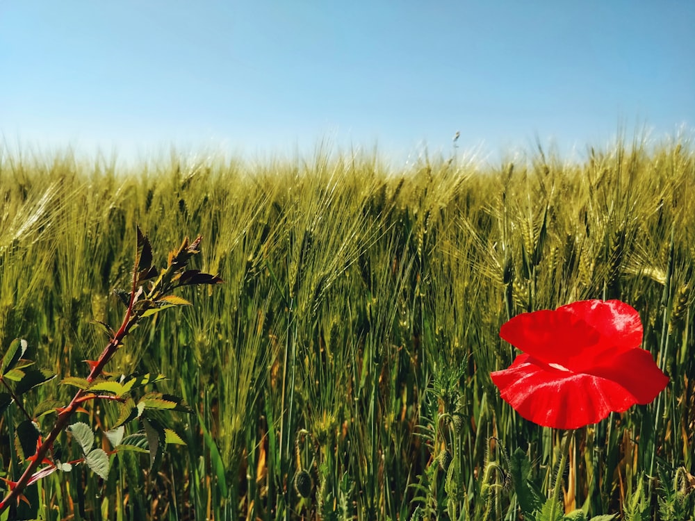 red flower on green grass field during daytime