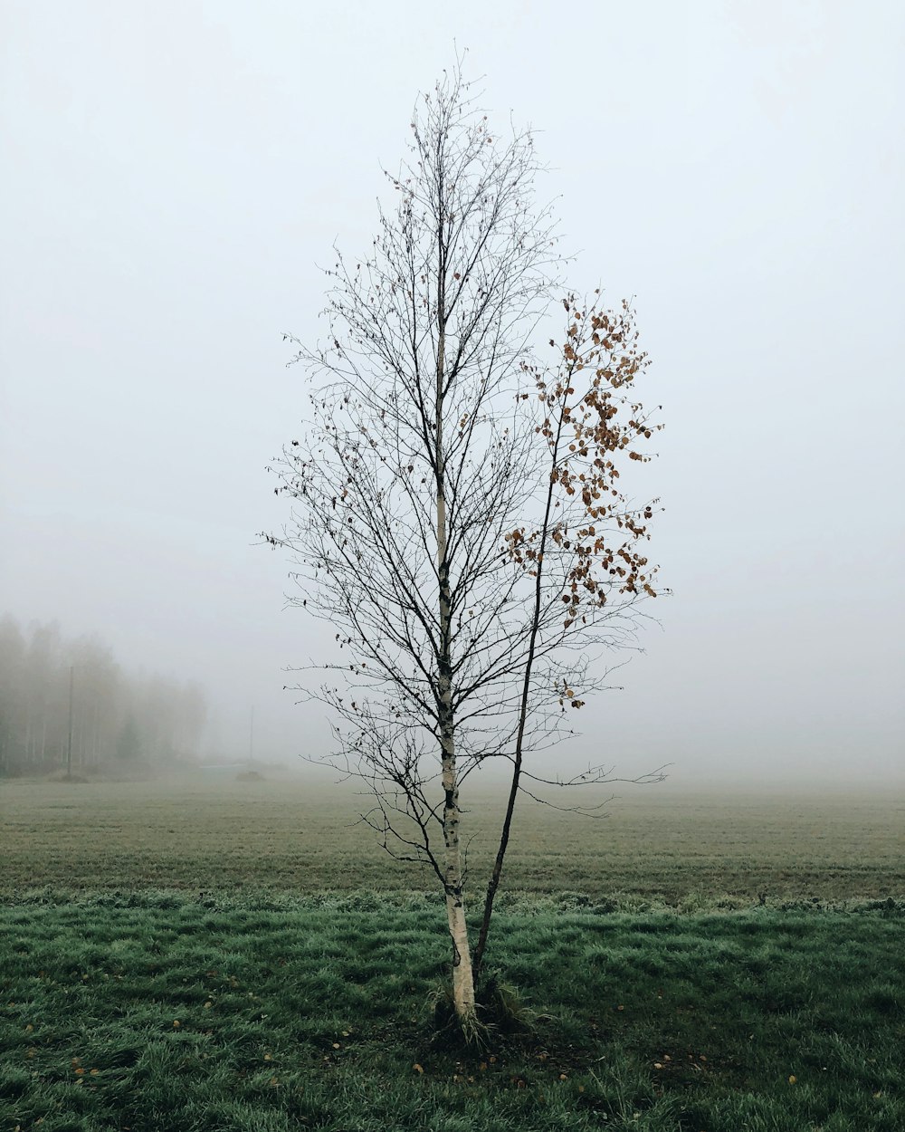 brown leafless tree on green grass field during foggy weather