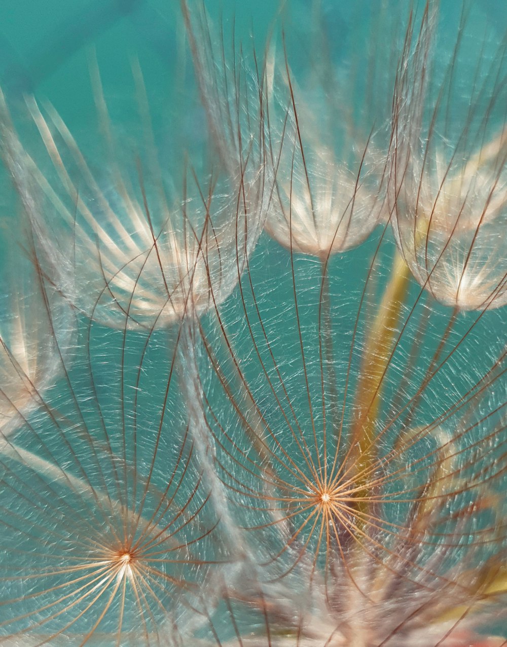 white dandelion in close up photography