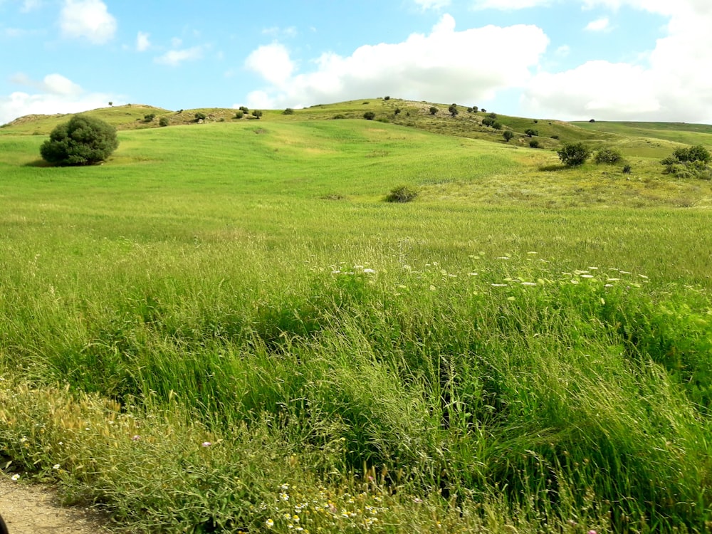 Champ d’herbe verte sous le ciel bleu pendant la journée