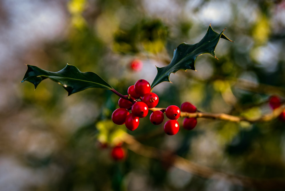 rote runde Früchte auf grünem Baum tagsüber