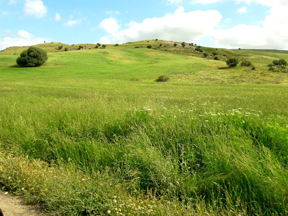 Campo de hierba verde bajo el cielo azul durante el día