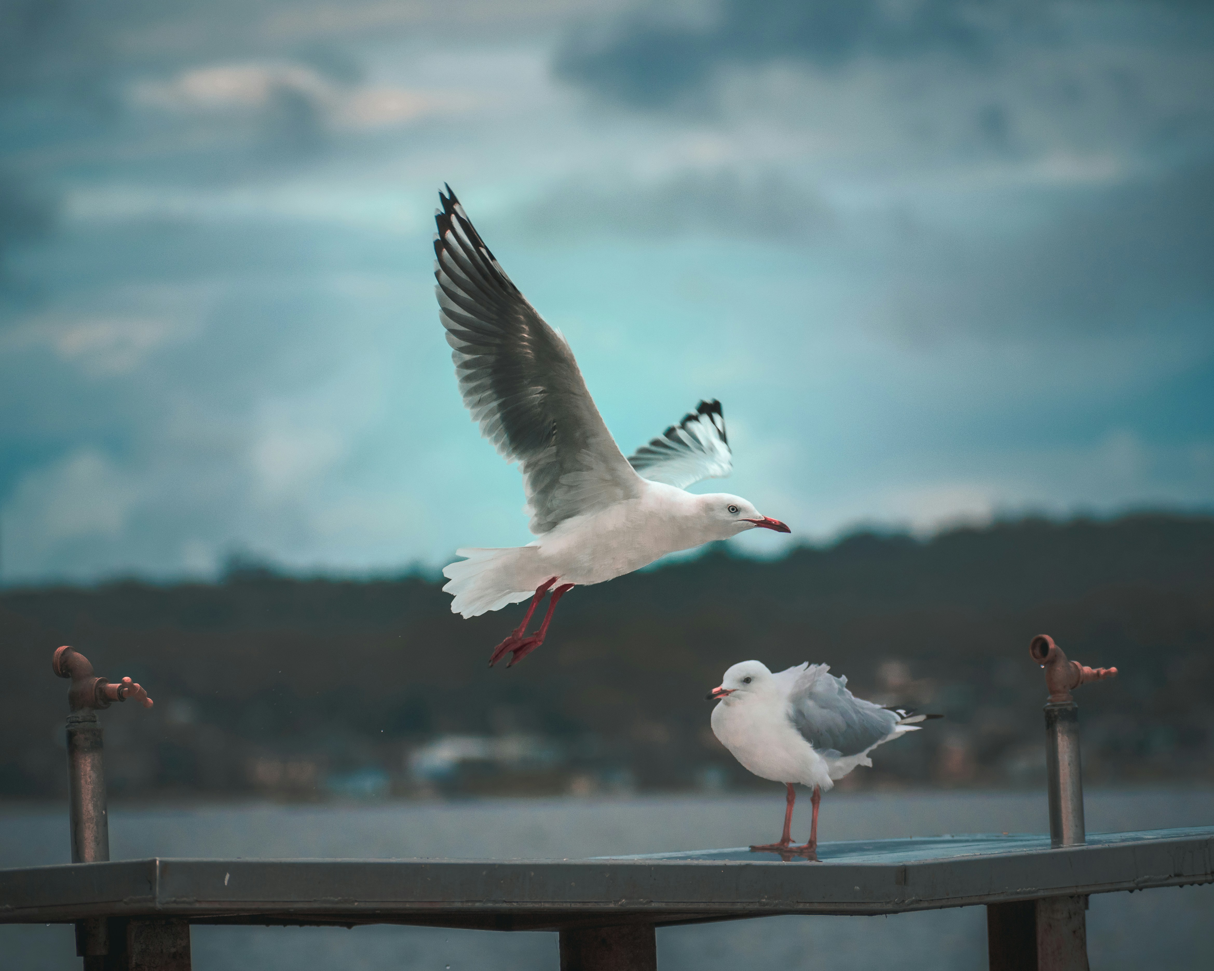 Seagulls at the Boat Ramp