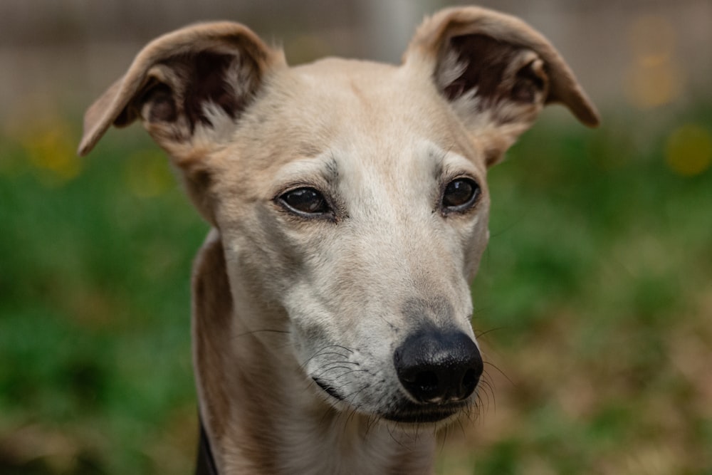 brown and white short coated dog