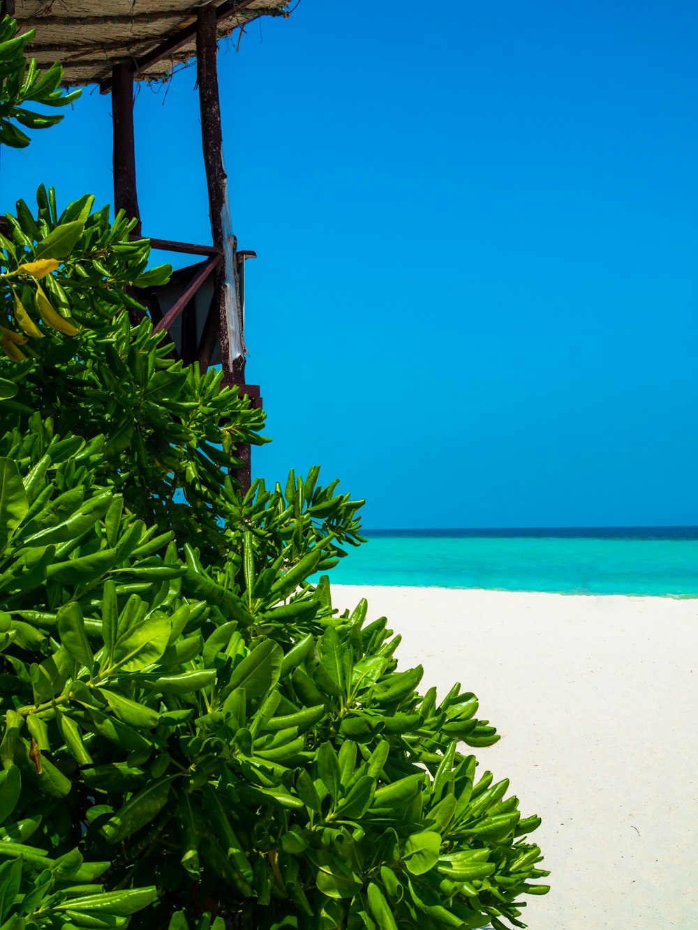 green plant on white sand near body of water during daytime