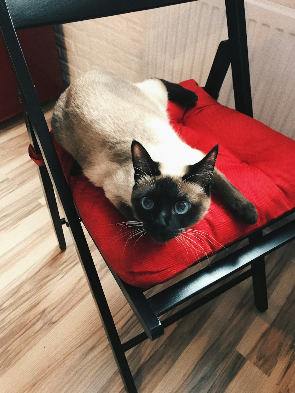 Siamkatze auf rot-schwarzem Stuhl