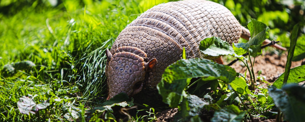 brown snail on green grass during daytime