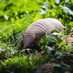 brown snail on green grass during daytime