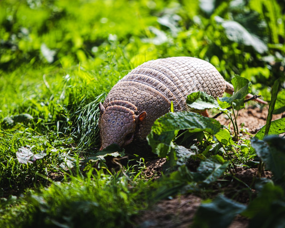 brown snail on green grass during daytime