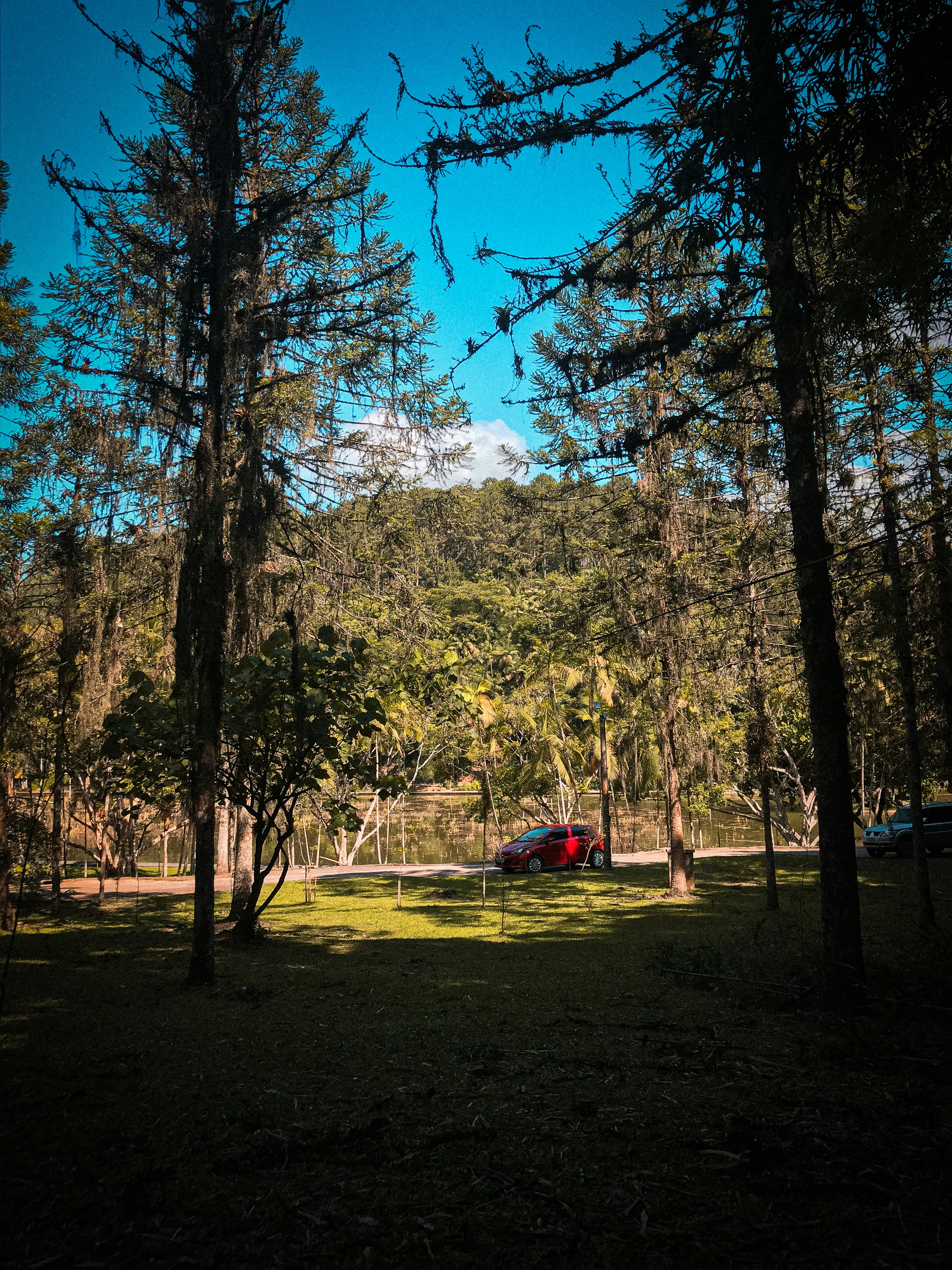 people sitting on green grass field surrounded by trees during daytime
