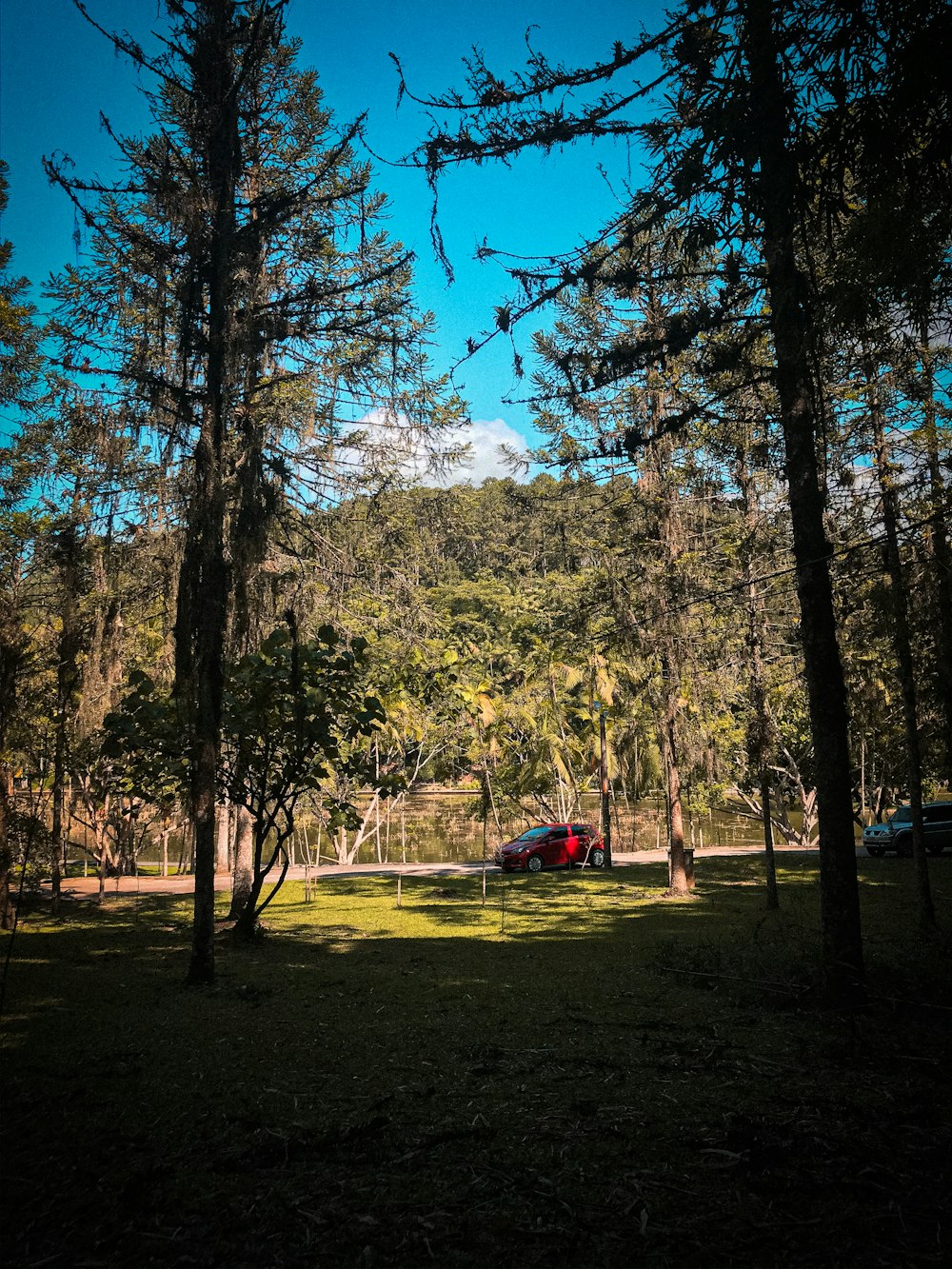 people sitting on green grass field surrounded by trees during daytime