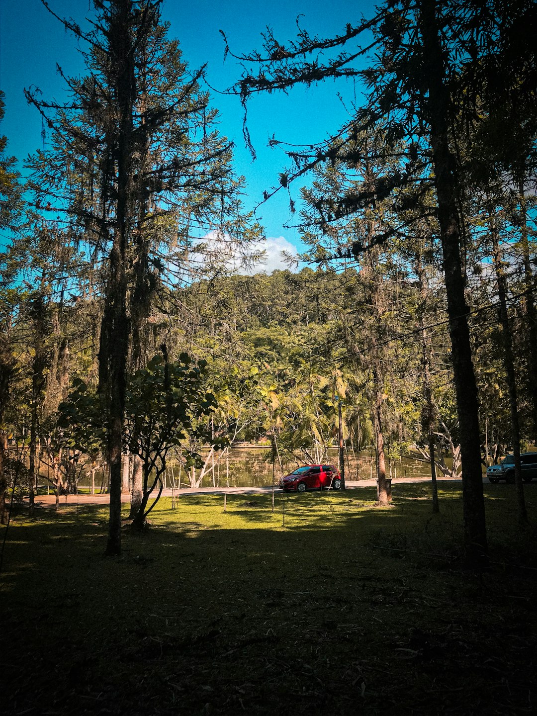 travelers stories about Forest in Parque Malwee, Brasil