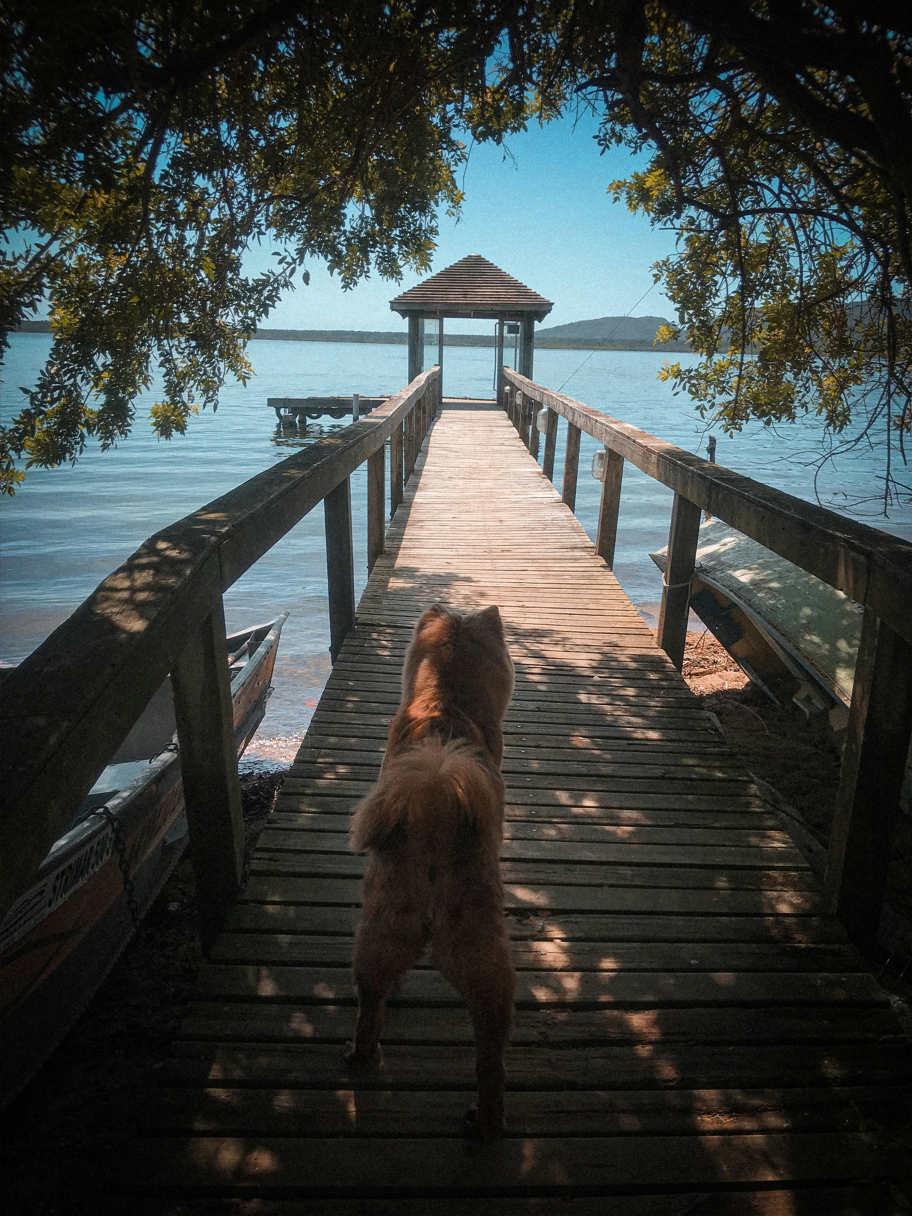 brown long coated dog on brown wooden bridge during daytime