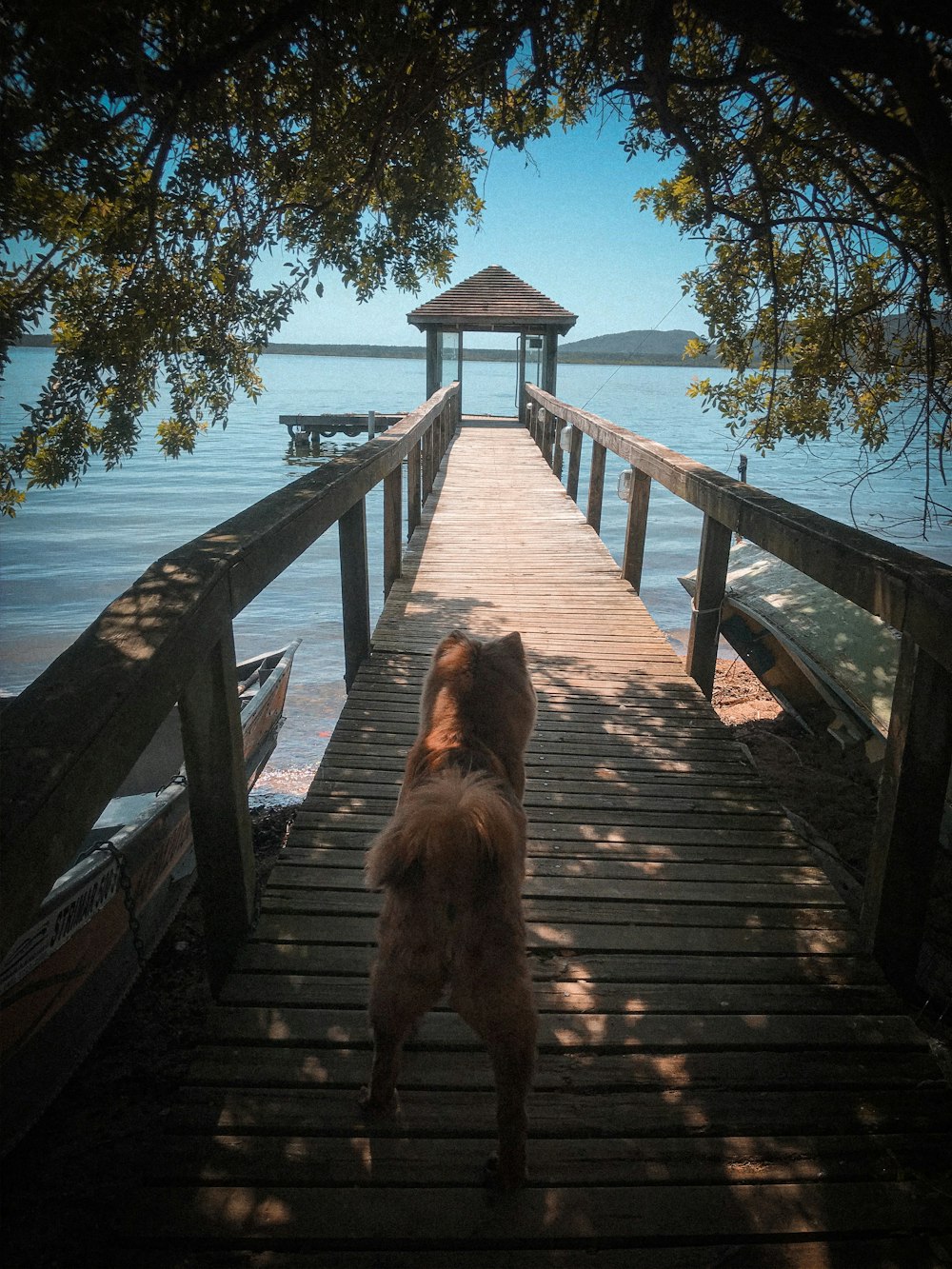 Perro de pelo largo marrón en puente de madera marrón durante el día