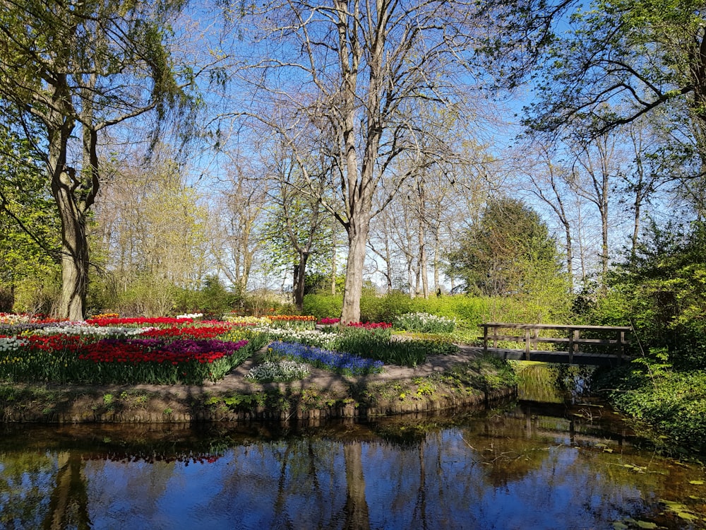 red flowers on brown wooden bench near river