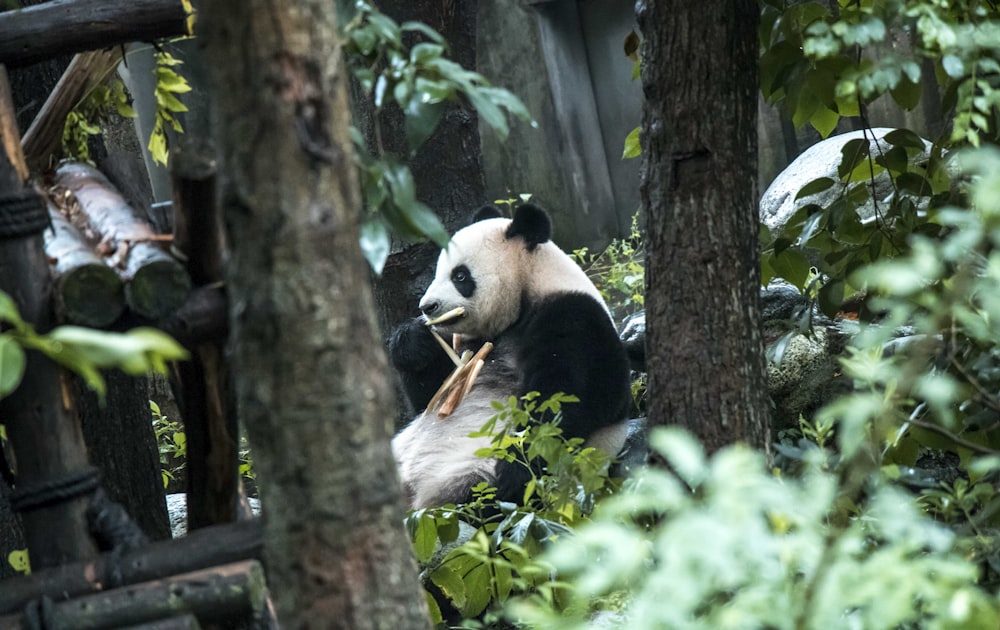panda bear on tree branch during daytime