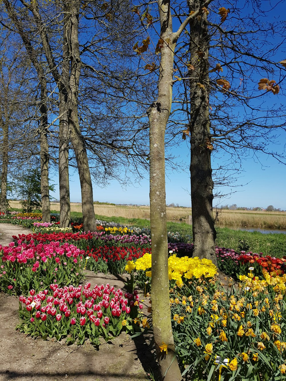 yellow and pink flower field near trees during daytime