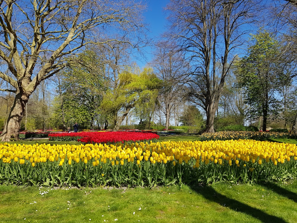 yellow flower field near trees during daytime