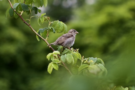 gray bird on brown tree branch during daytime