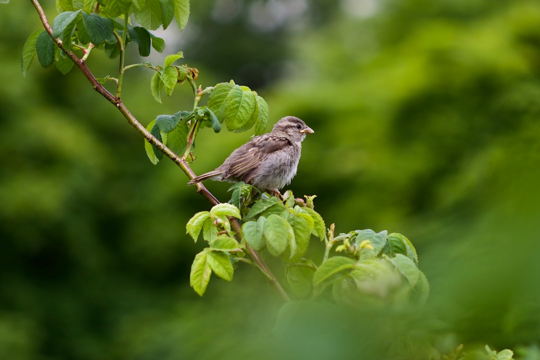  gray bird on brown tree branch during daytime sparrow