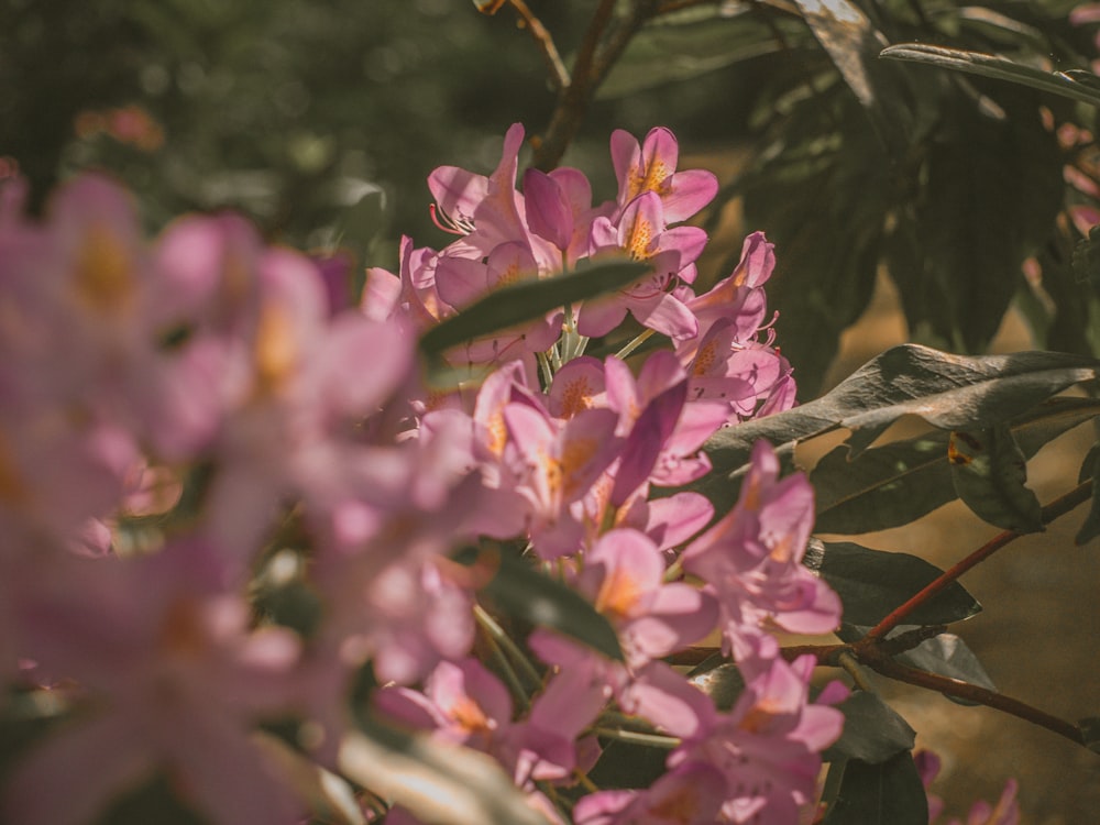 pink flowers in tilt shift lens