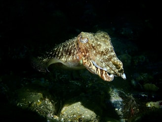brown and white fish in water