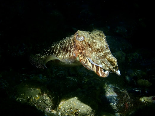brown and white fish in water