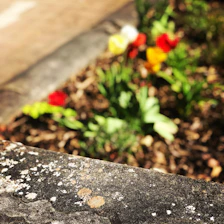 Close-up of a textured, natural stone flooring blending with vibrant plants.