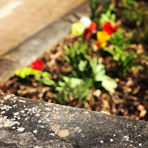 Close-up of a textured, natural stone flooring blending with vibrant plants.