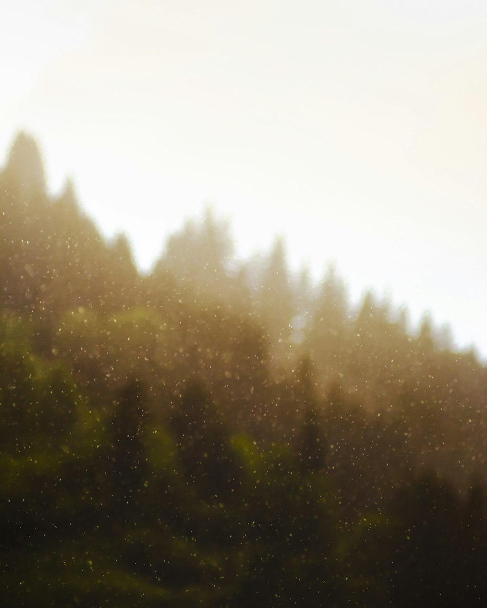 green trees under white sky during daytime