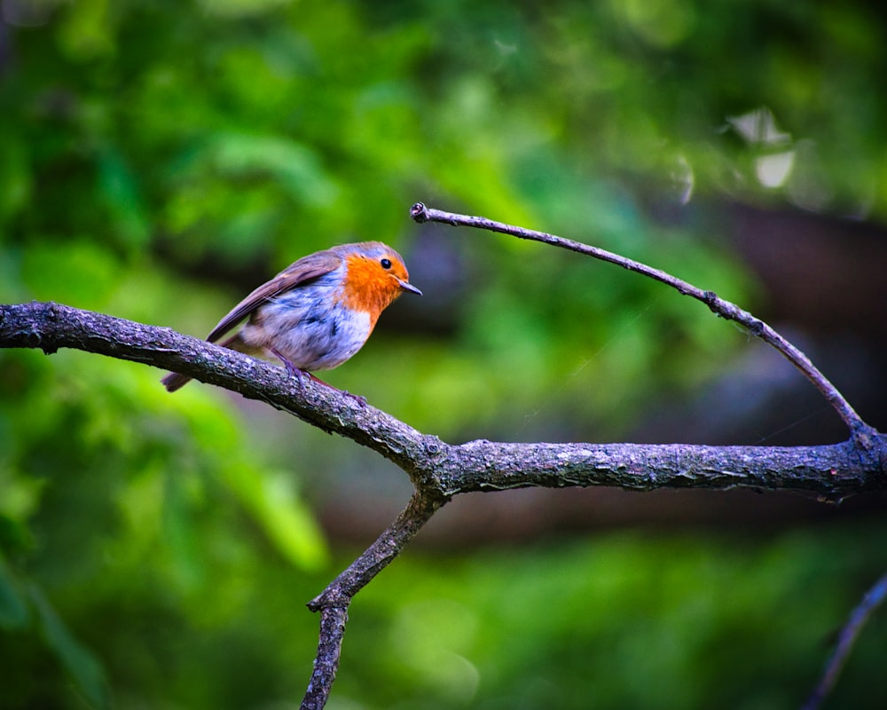 orange and white bird on tree branch during daytime