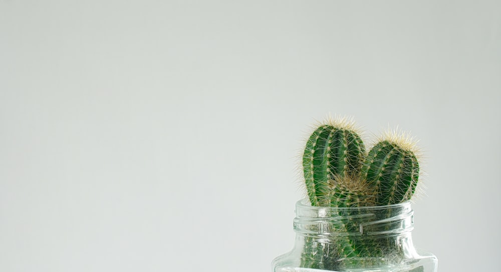 green cactus in clear glass jar