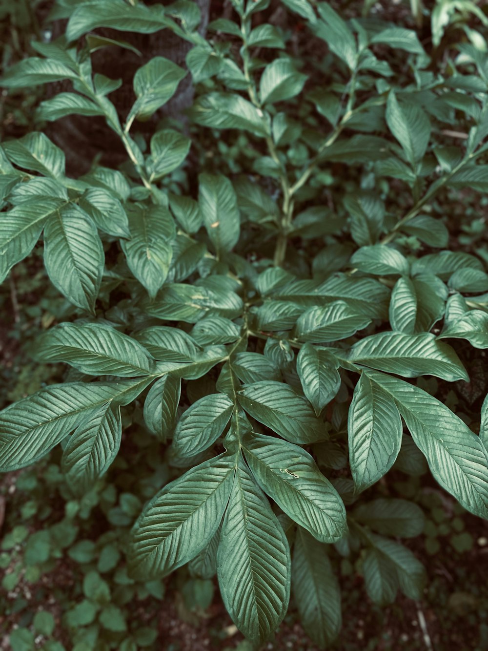 green leaves in close up photography