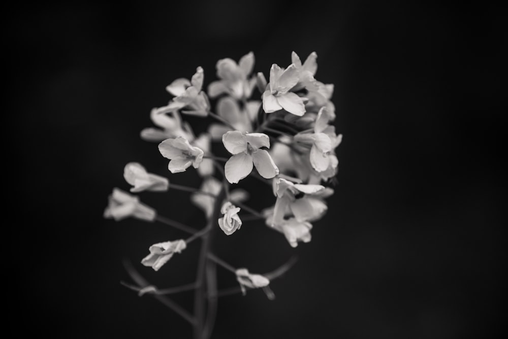 Weiße Blumen in der Tilt Shift-Linse