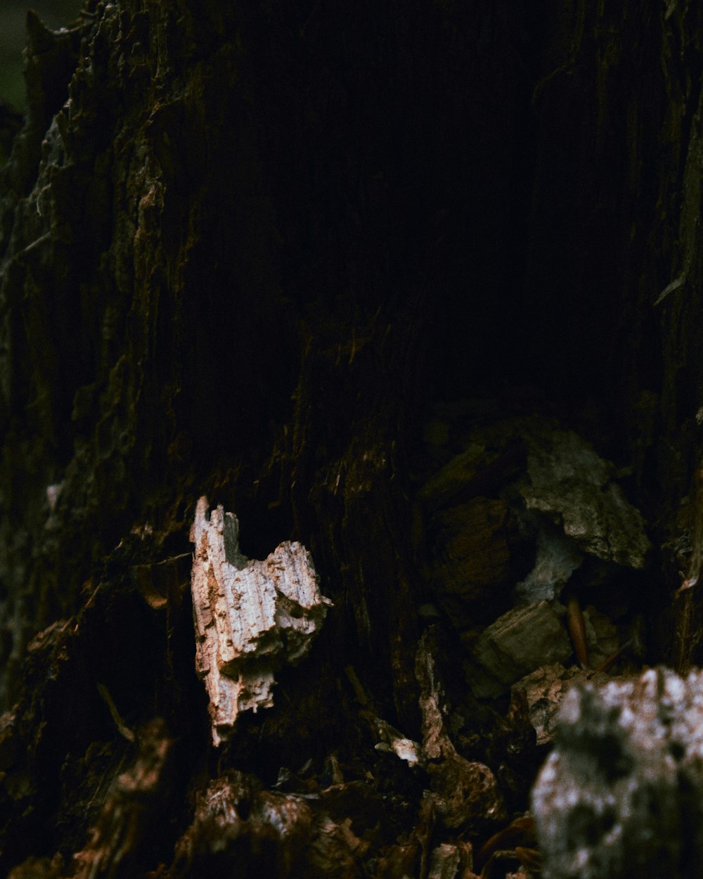 brown and black tree trunk