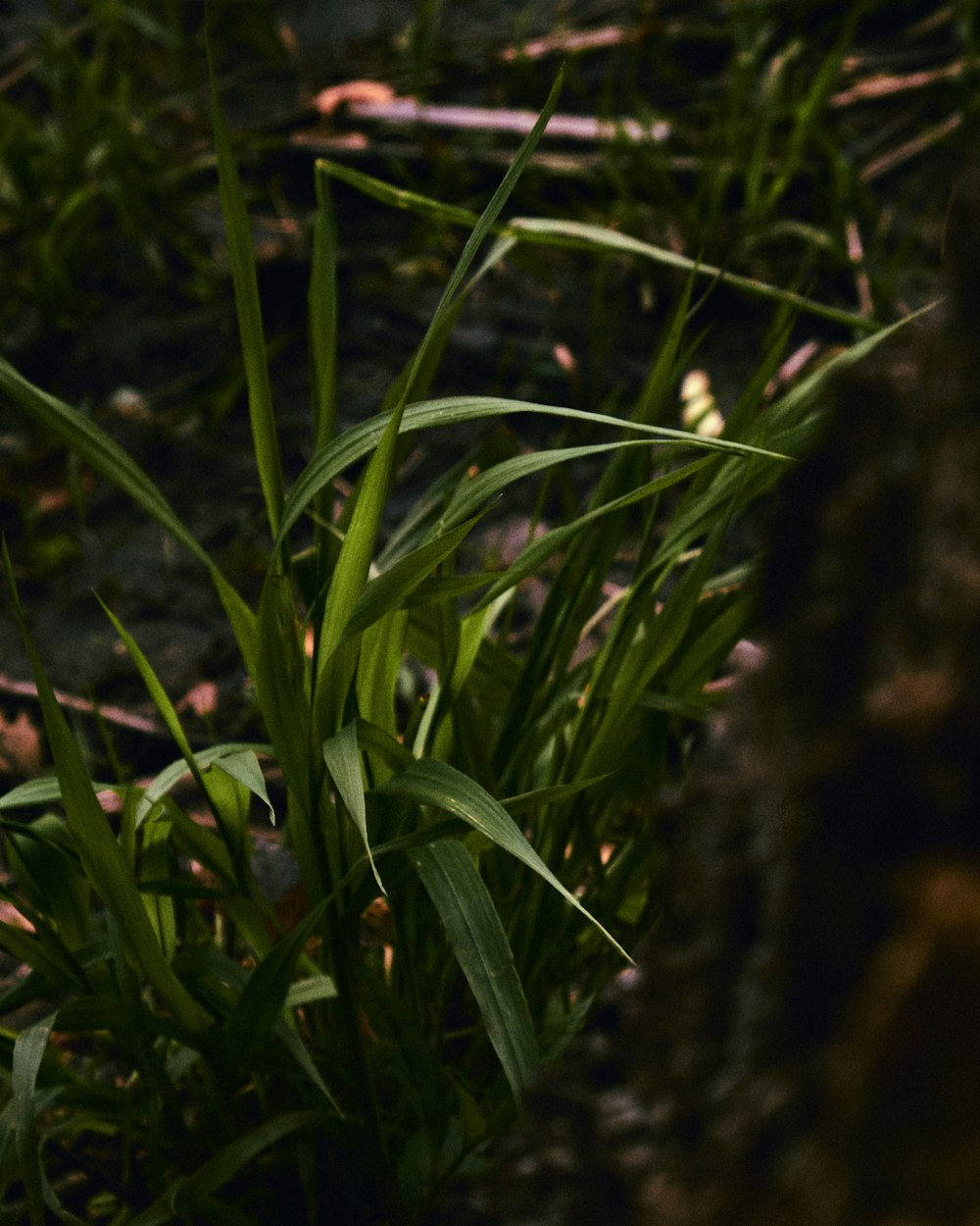 green grass with water droplets