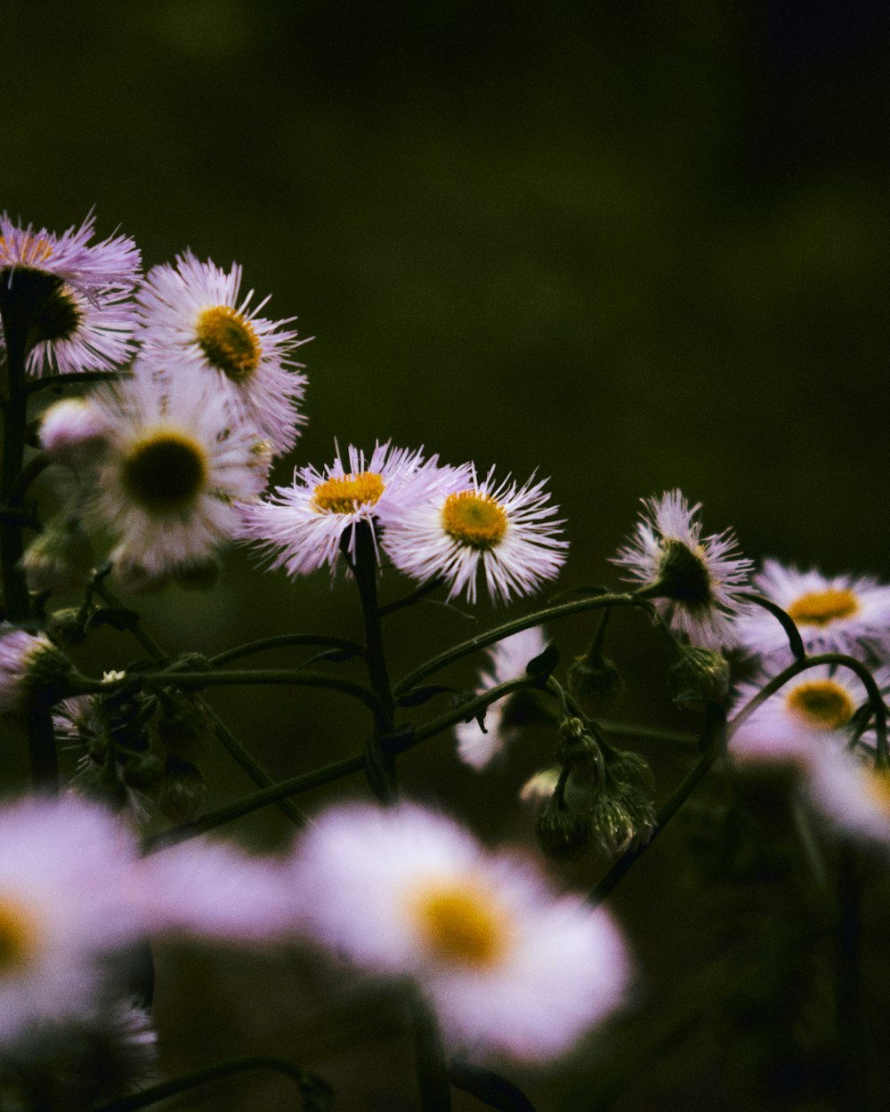 white and yellow flowers in tilt shift lens