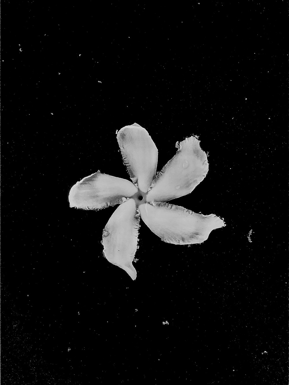 white and black flower illustration