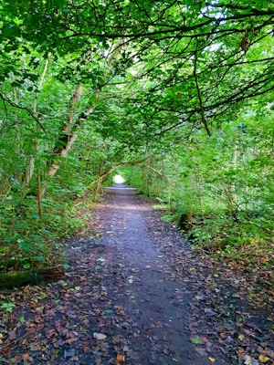 A tranquil path extends through a dense forest, with lush green foliage arching overhead. Sunlight filters through the leaves, creating a mosaic of light and shadow on the ground. Fallen leaves are scattered along the dirt path, adding to the serene and natural atmosphere.