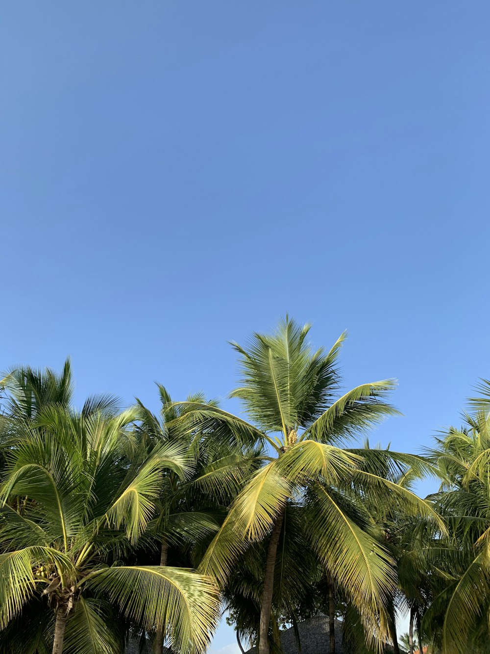 green palm tree under blue sky during daytime