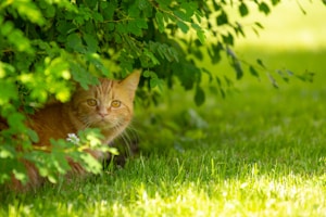 Ginger Breeze