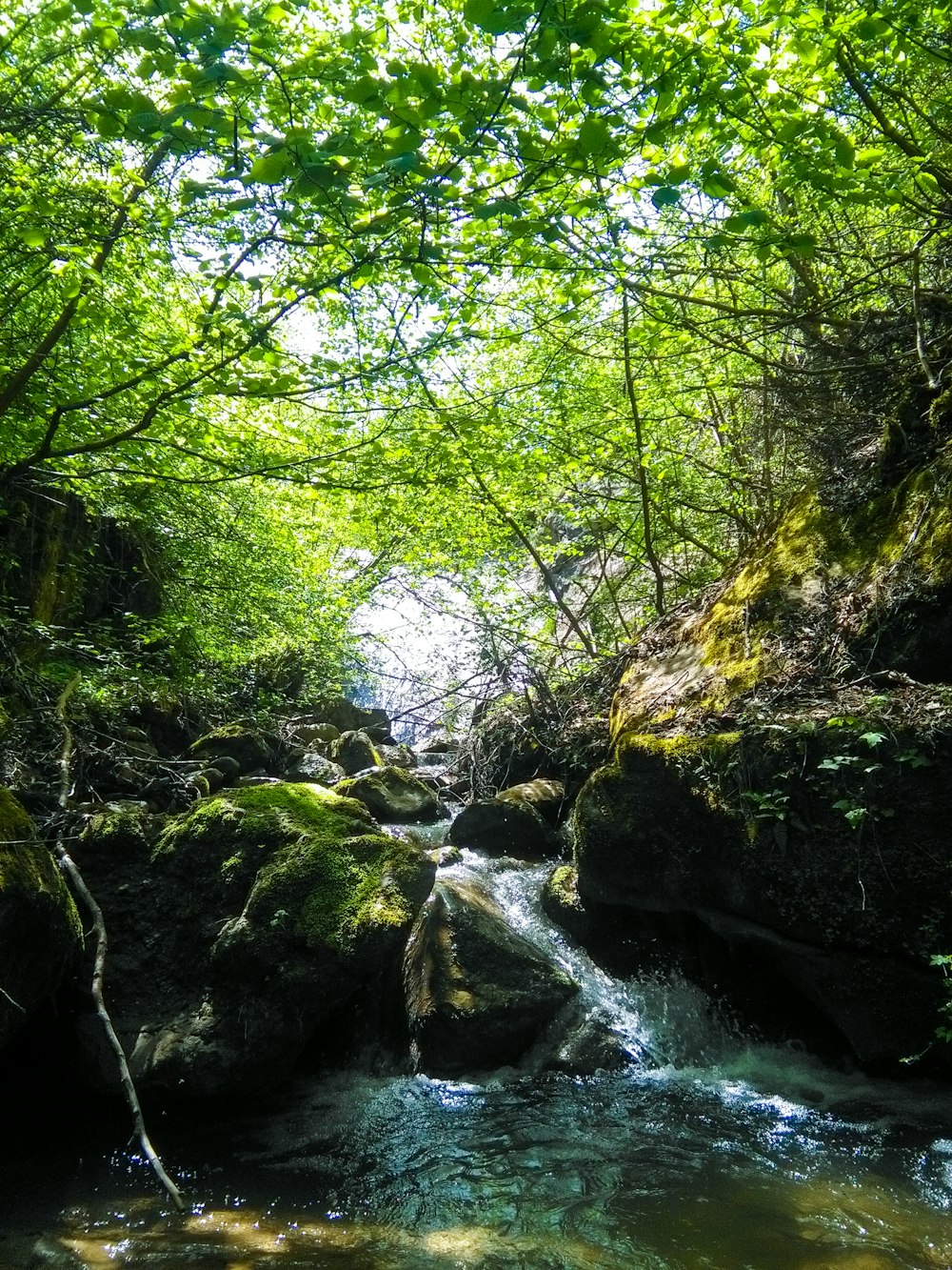 green moss on rocks in river