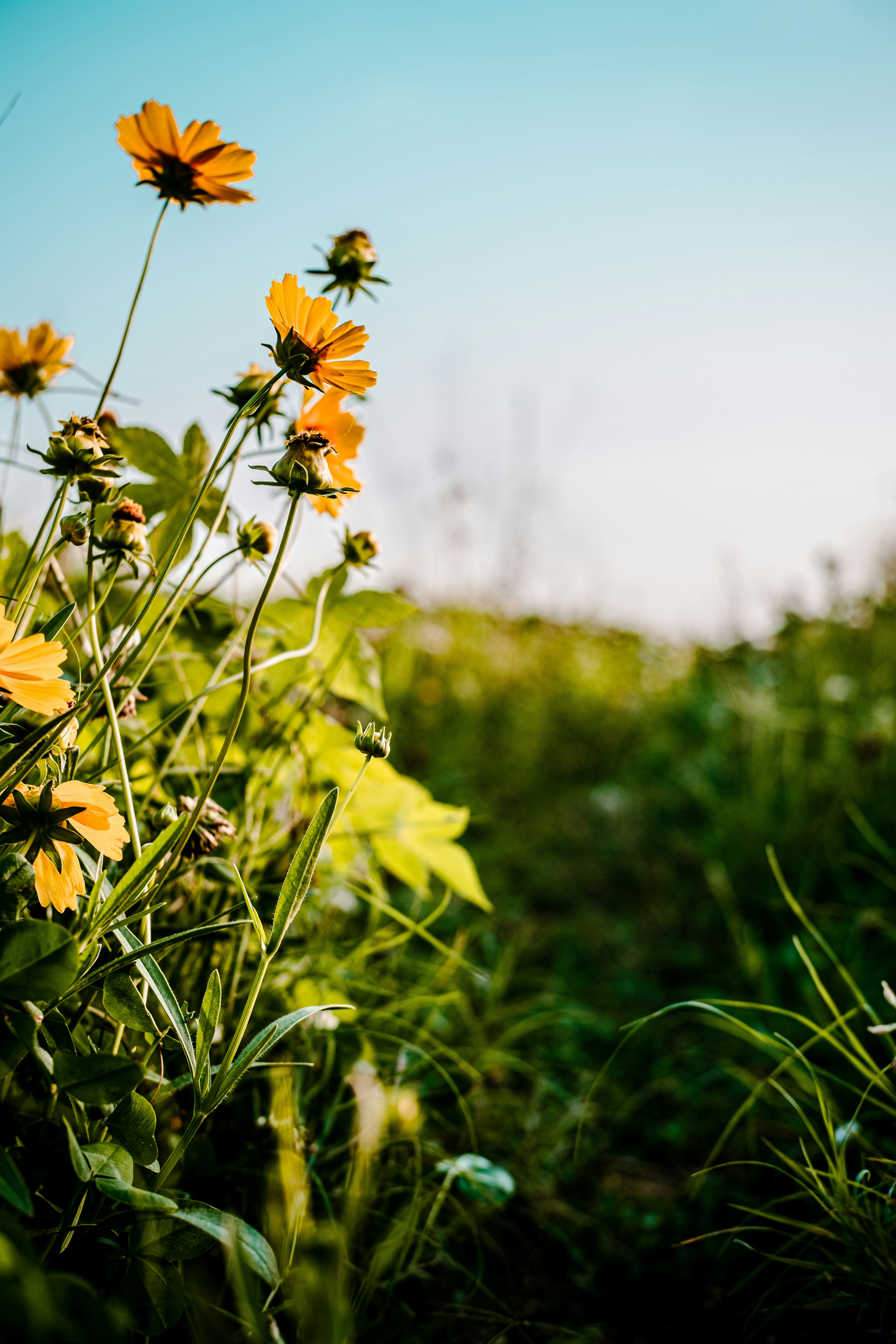 Photo by xiexianghua